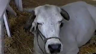 1999 Malheur County Fair [upl. by Htebzile]