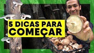 COMECE SUA PRODUÃ‡ÃƒO DE COGUMELOS SHITAKE  5 DICAS PARA CULTIVAR NO QUINTAL CHÃCARA OU SITIO [upl. by Vala]