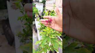 Beautiful Jatropha Blooming short ytshort virl jatropha terrace gardening gardening plant ☘️ [upl. by Aidam163]