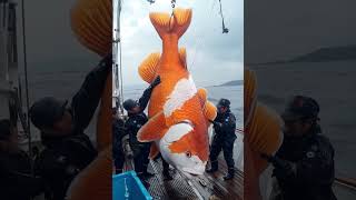 Giant Sea Monsters Caught by Fishermen 🐙🎣GiantSeaCreatures FishingDiscoveries OceanMysteries [upl. by Vokay]