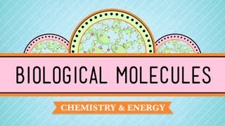 Biological Molecules  You Are What You Eat Crash Course Biology 3 [upl. by Gyatt64]