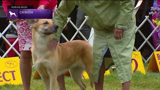 Chinooks  Breed Judging 2022 [upl. by Randie]