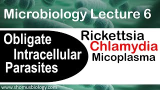 Microbiology lecture 6  Obligate intracellular parasites  Rickettsia Chlamydia bacteria [upl. by Ykcul3]