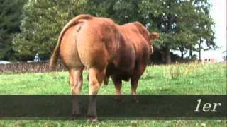 Taureau Limousin BAHUT [upl. by Atsocal]