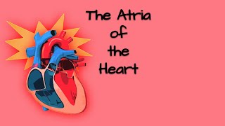 Atria of the Heart [upl. by Eneles]