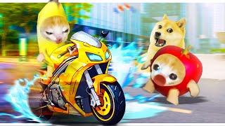 Never drive recklessly like Banana Cat  Happy Cat Funny 63 [upl. by Vick]