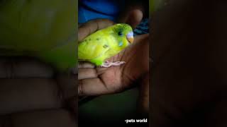 My green colour budgie expired so we bought new ones Yellow one is the most friendly among them [upl. by Leshia]