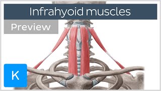 Infrahyoid muscles Origin insertion innervation and function preview  Human Anatomy  Kenhub [upl. by Nerrat]