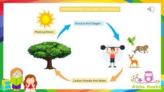 Interdependence of Plants and Animals  Module 17 Chapter 1  Olympiad Class 4 Science [upl. by Noland]