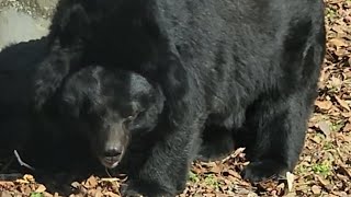 반달가슴곰 asiatic black bear [upl. by Amsed]