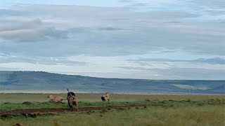 Nomadic males being way too close to dominant males [upl. by Nodnalb]