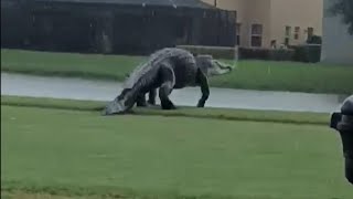 Massive Alligator on Florida Golf Course Looks Like Godzilla [upl. by Jaddan567]