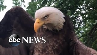 Bald eagle rescued from Kentucky backyard l ABC News [upl. by Eizdnil]