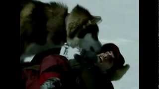 Eight Below 2006 BDRip1080pKillbrain scarabey org [upl. by Eberto]