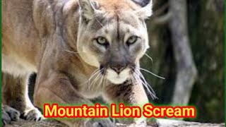 What sound does a mountain lion make  mountain lion scream  mountain lion sound  cougar sound [upl. by Queridas]