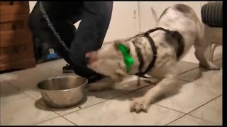 Dog Aggression Clinic  Part 1 Food Aggression [upl. by Neal73]