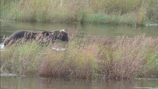 Katmai Bear 480 King Otis in Full HD up Close in the Lower Brooks River September 2023 [upl. by Malilliw]