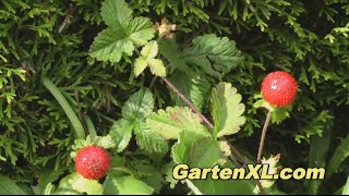 Potentilla Indica im Garten [upl. by Eelsha414]