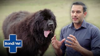 Its a Slobber Attack Gerardo Helps Huge Friendly Dog With Weight Issues  Bondi Vet [upl. by Evangelina]