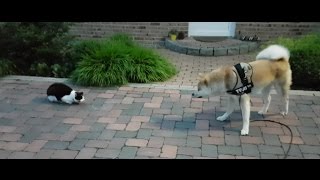 AKITA INU  Trying To Make Friends  秋田犬 [upl. by Fogel]