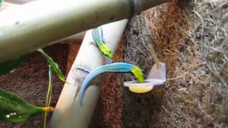 Phelsuma klemmeri feeding1 [upl. by Engamrahc]