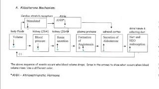 Regulatory Mechanisms of the Kidney [upl. by Ivets99]