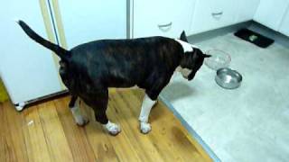 Bull Terrier Trancing  Funny [upl. by Acacia]