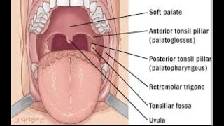 Anatomy of the tonsillar fossa definition boundaries and contents [upl. by Yreme]