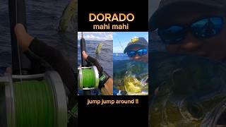 DORADO FISH  MAHI MAHI fishing shorts [upl. by Ataliah]