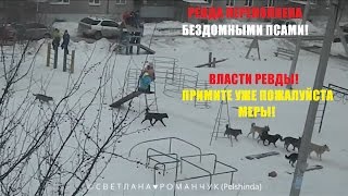 РЕВДА ПЕРЕПОЛНЕНА БЕЗДОМНЫМИ ПСАМИ ВЛАСТИ РЕВДЫ ПРИМИТЕ УЖЕ ПОЖАЛУЙСТА МЕРЫ [upl. by Edra]