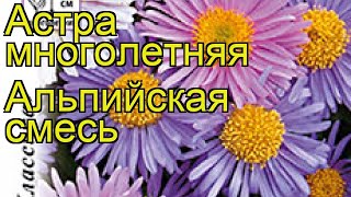 Астра альпийская Альпийская смесь Краткий обзор описание характеристик aster alpinus [upl. by Slocum]