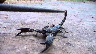 Sri Lankaශ්‍රී ලංකාCeylonScorpion Surprised Heterometrus SwammerdamiCloseUp [upl. by Clemmie813]