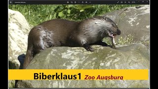 Fischotter Fütterung 2  Zoo Augsburg [upl. by Bala]