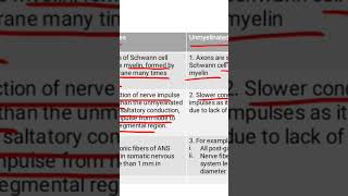 Myelinated vs Unmyelinated fibres [upl. by Ynaffit]