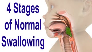 The 4 Stages of Swallowing Biomechanics amp Bolus Movement [upl. by Anicnarf]