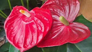 Palmhouse walk tropical flowers plants nature [upl. by Yhtomit]