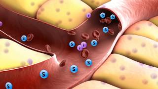 How insulin works [upl. by Howe393]