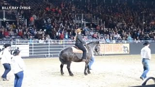 Horse line dances to quotAchy Breaky Heartquot [upl. by Hctud323]