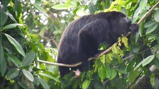 Mono Aullador Negro  Alouatta pigra [upl. by Morgana]