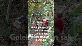 Sadermo golek panguripan grajikayu tebangpohon panjatpohon [upl. by Iddo]