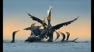 Cormorant Hunting Season 2223 [upl. by Jump]