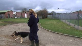 Being an RSPCA Volunteer Dog Walker [upl. by Gill]