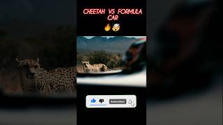 CHEETAH VS CAR RACE 🥶🤯🔥 cheetah carspeed cheetahspeed cheetahfullspeed [upl. by Zola]