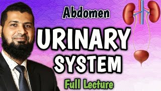 Urinary System Anatomy  Bangla  Kidney  Ureter  Urinary bladder  Urethra  Abdomen [upl. by Friedlander178]