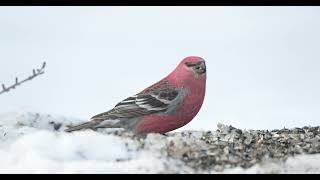 Pine Grosbeak in the SaxZim Bog [upl. by Laehcar]