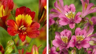 How to Plant Alstroemeria Peruvian Lily Summer Garden Guide [upl. by Fayina]