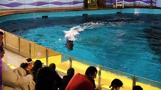 Dolphin show in Fakieh Aquarium at Jeddah ft Saudi Arabia Tourism [upl. by Ahsimak]