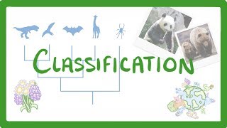 GCSE Biology  Classification 80 [upl. by Almeria]