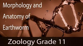 Structural Organization In Animals  Earthworms Morphology amp Anatomy  Overview  Part 3 [upl. by Leerzej]