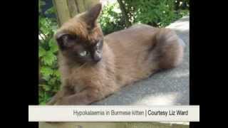 Hypokalaemia in a Burmese cat [upl. by Sihunn866]